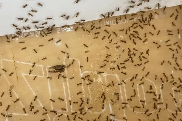 Ants