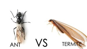 How to kill termites — ant vs termite identification comparison showing wing and body differences