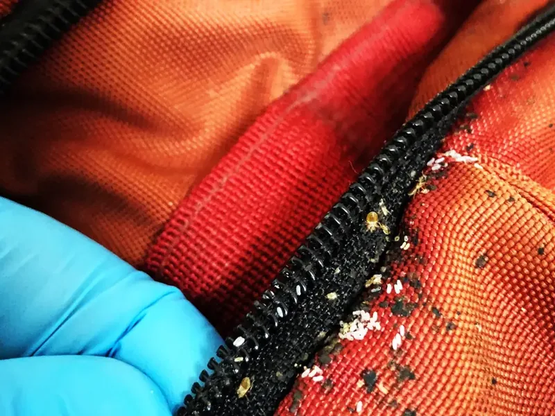 bed bug on luggage suitcase
