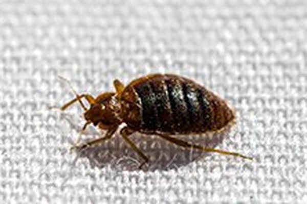 Bed Bug