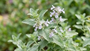 Catnip, one of the plants that repel termites, with green leaves and purple flowers