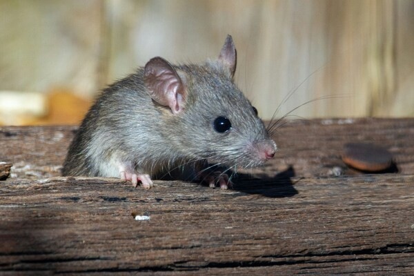 mouse control