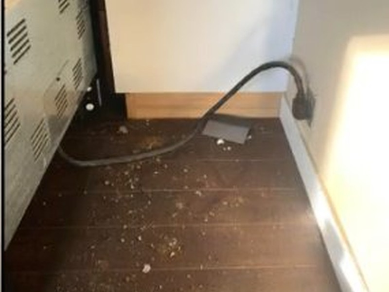 Signs Of A Mouse/