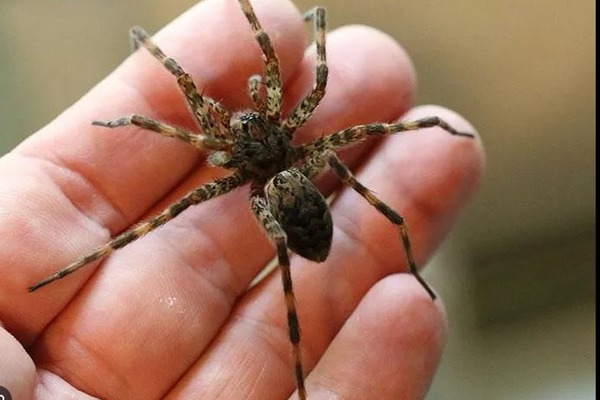 Spider