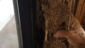 Termite damage to wooden structure showing cost factors for how much it will cost to get rid of termites