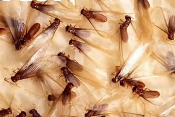 termite