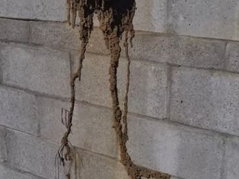 termite mud tubes