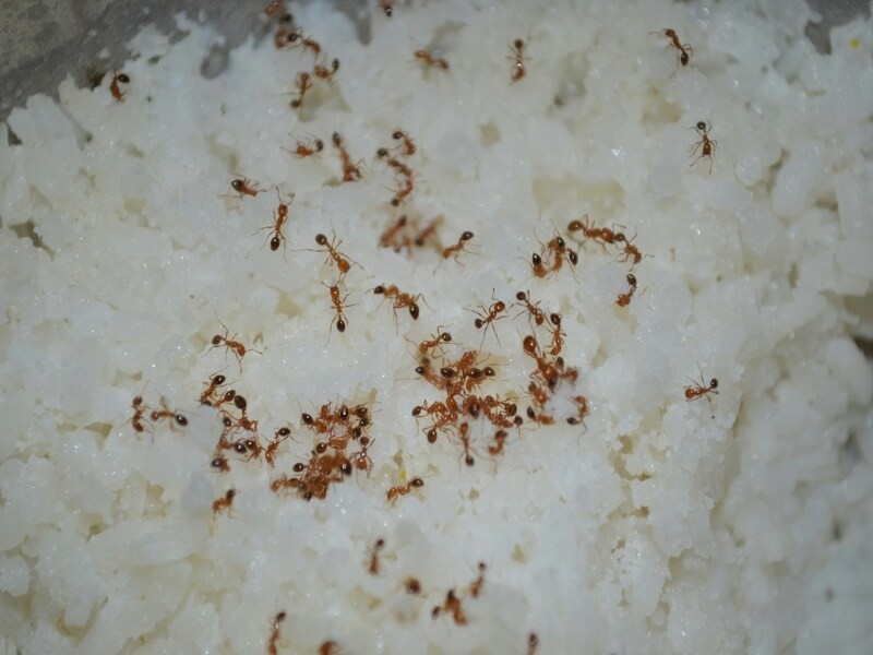 ant infestation