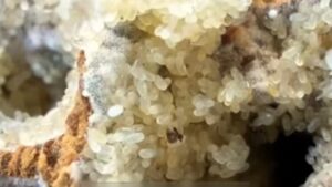 Close-up of pale termite eggs clustered in nest for comparison with ant eggs