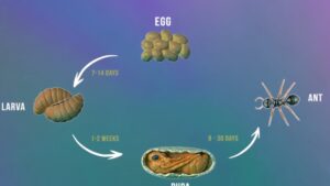 Diagram showing common house ant eggs developing through larva, pupa, and adult stages