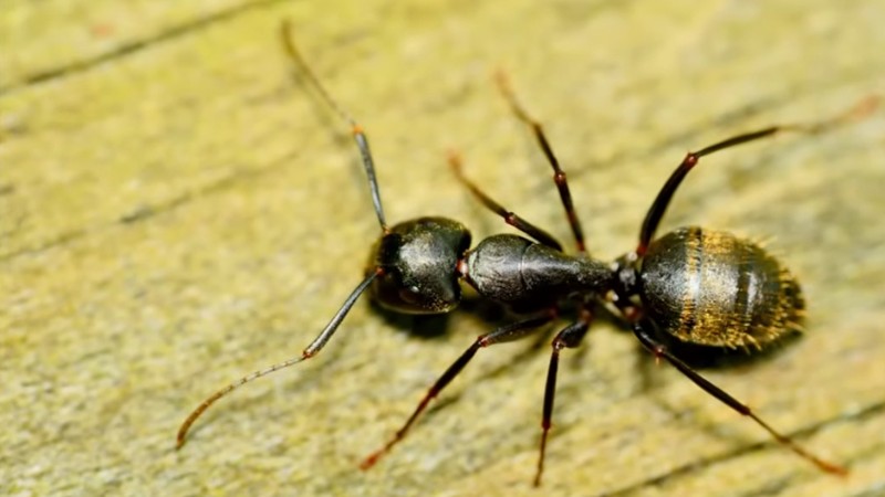 Close-up of a big black carpenter ant worker on weathered wood surface