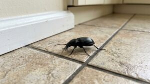 Glossy black ground beetle walking across tile floor near a baseboard
