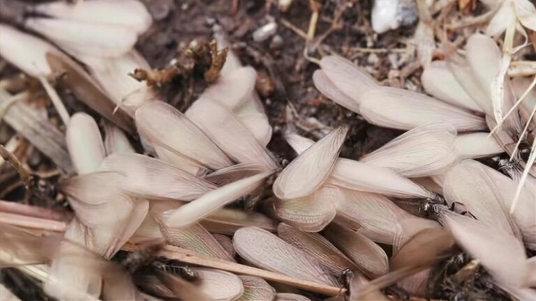 Swarm of winged insects that are bugs that look like termites on the ground