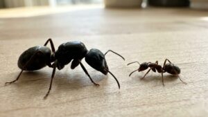 arpenter ant size comparison showing a large black carpenter ant next to a smaller odorous house ant on a wooden surface