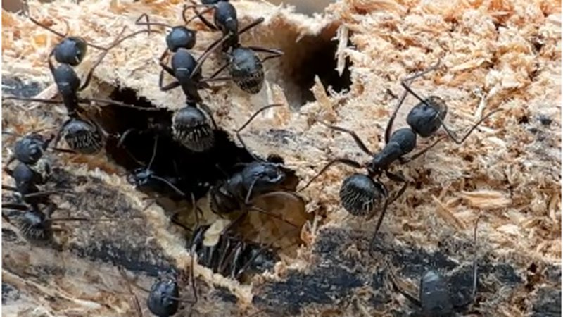 Carpenter ants vs odorous house ants on damaged wood with sawdust-like frass