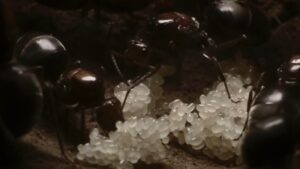 White ant eggs clustered together as worker ants tend the colony nest