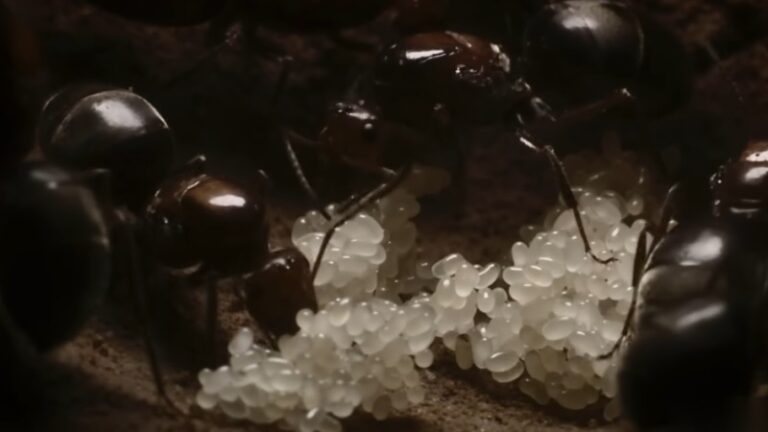 White ant eggs clustered together as worker ants tend the colony nest