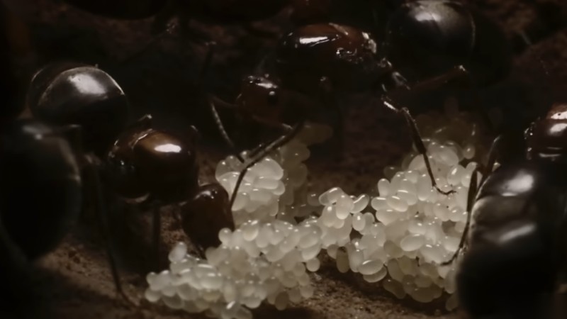 White ant eggs clustered together as worker ants tend the colony nest