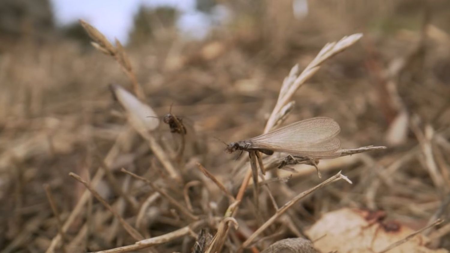 Winged termite swarmer resting on dry grass outdoors during swarming season