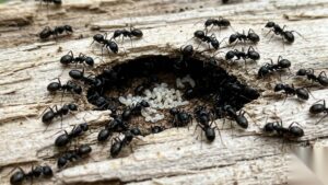 Giant black ants in house nesting inside damp wood with white eggs and larvae