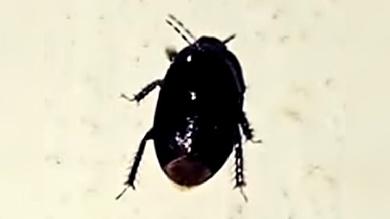Close-up of a little black beetle commonly found in house on a light surface
