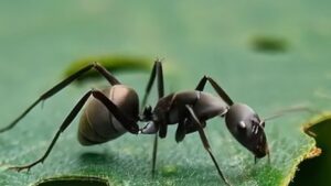 Black ant as one of the bugs that look like termites on a green leaf