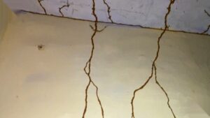 Subterranean termite mud tubes running up a wall and ceiling inside a Texas home