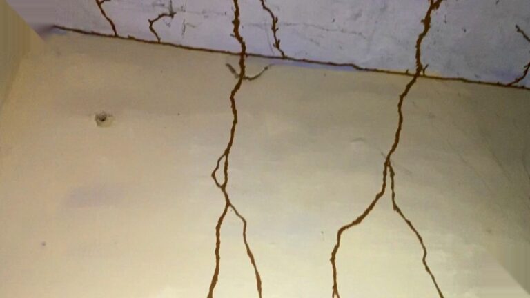 Subterranean termite mud tubes running up a wall and ceiling inside a Texas home
