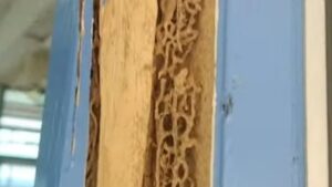 Termite damage inside a wooden door frame showing why understanding what causes termites to swarm matters
