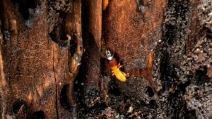 Termites feeding inside damaged wood showing hollowed tunnels and structural damage in a house