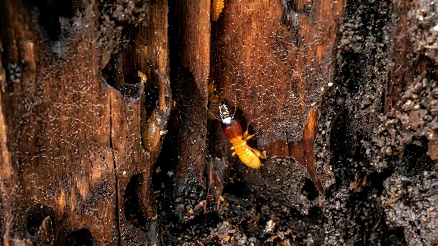 Termites feeding inside damaged wood showing hollowed tunnels and structural damage in a house