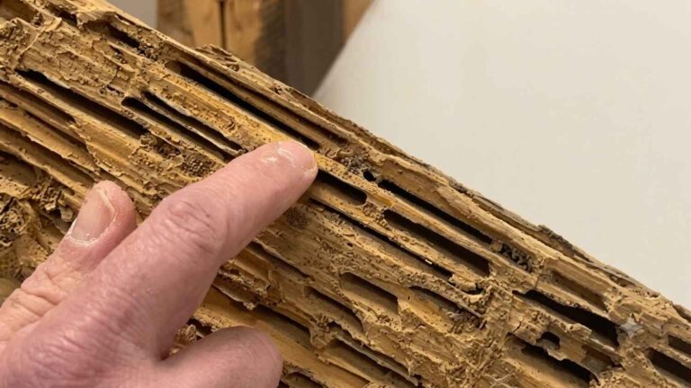 Termite damage hollowed-out wooden beam with galleries inside a home