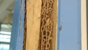 Hollow termite-damaged wood door frame showing how termites spread inside wooden structures