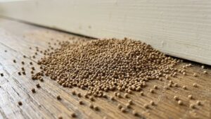 Termite droppings frass piled on a wooden floor near a baseboard