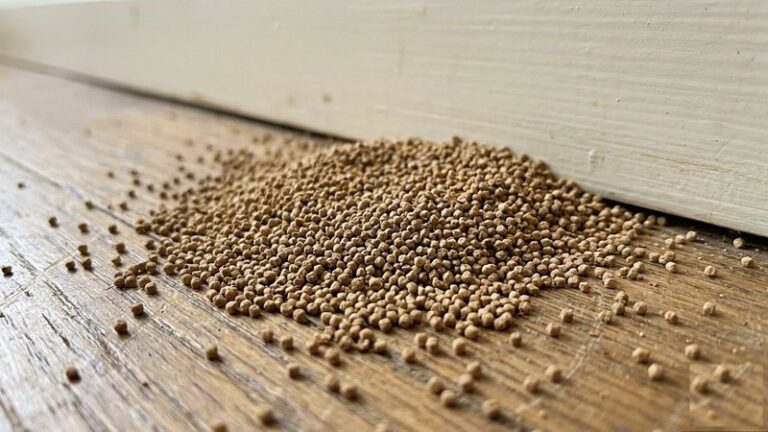 Termite droppings frass piled on a wooden floor near a baseboard