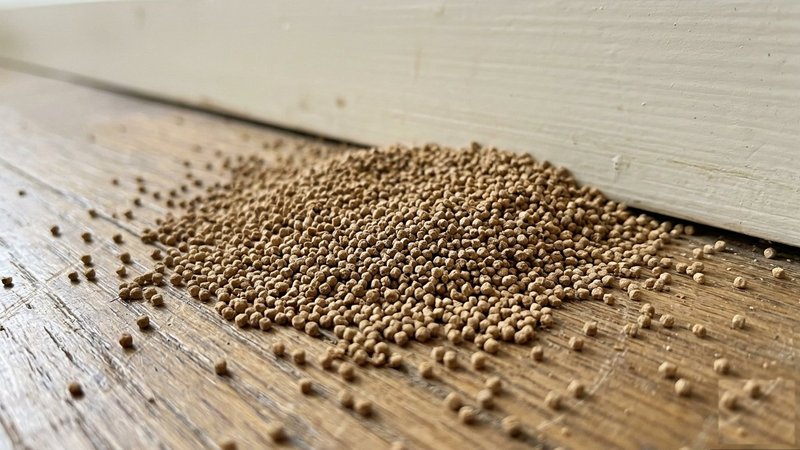 Termite droppings frass piled on a wooden floor near a baseboard