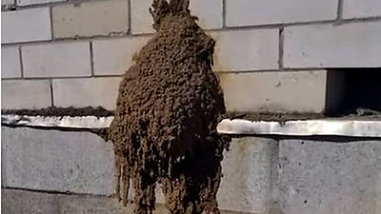 Active termite mud tubes spreading across a home foundation wall