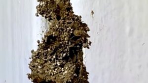 Termite mud tubes on a wall — a sign you may get termites if your neighbor has them