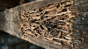 Severe termite damage inside a hollowed wooden beam in a Texas home