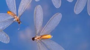 Why do flying termites suddenly appear — winged termite swarmers in flight