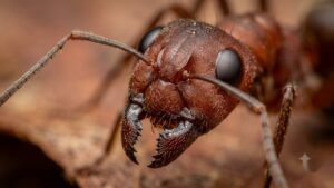 Ants carrying dead ants detect death through chemical signals — close-up of an ant's head, antennae, and mandibles