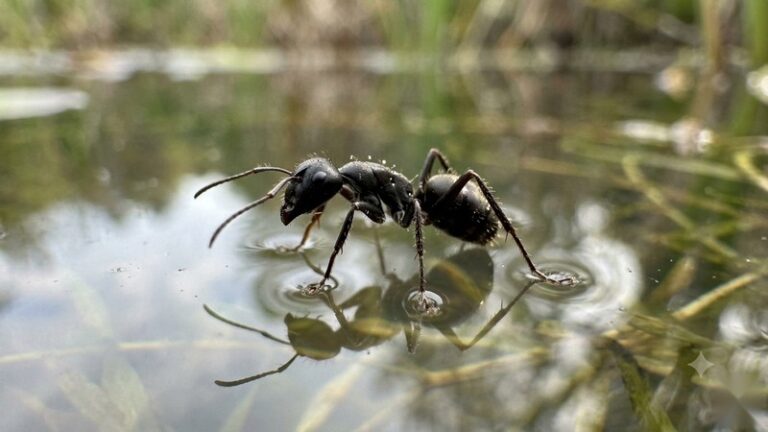 Black ant standing on the surface of calm water with reflection