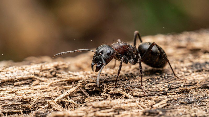 Close-up of a black and reddish-brown carpenter ant on damaged wood