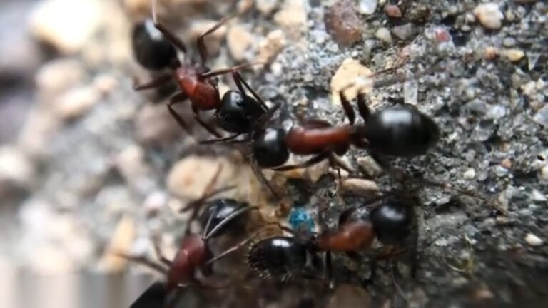black carpenter ant macro closeup on ground