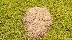 Citronella ant mound in a lawn — do citronella ants bite homeowners near foundations