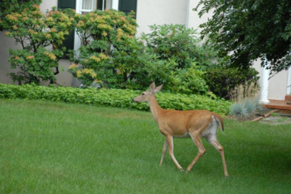 deer lawn control