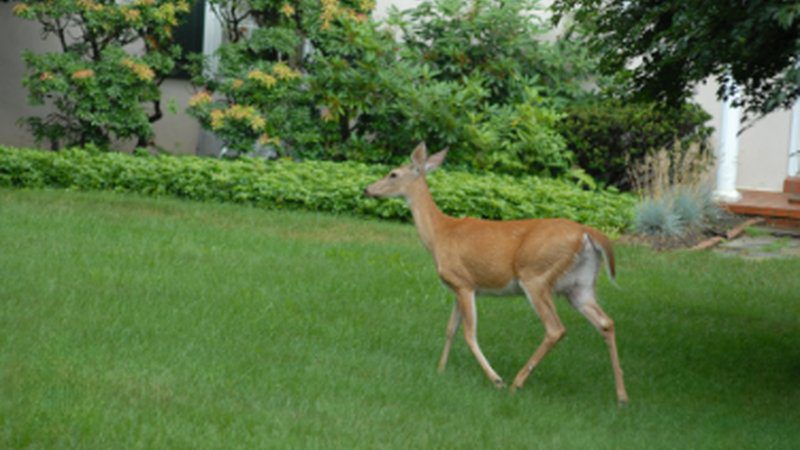 Deer walking across a residential lawn near a home, a common pest requiring deer control