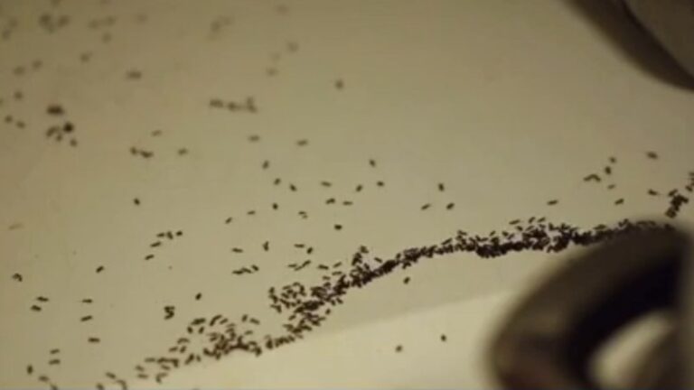 Trail of tiny black ants foraging across a kitchen counter