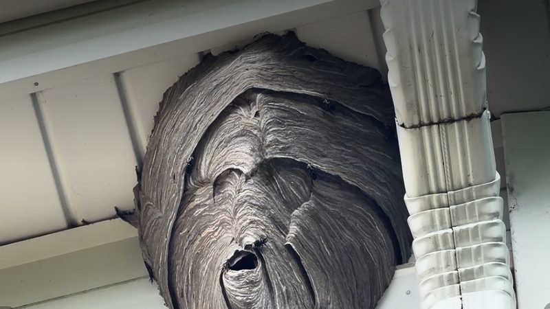 Large hornet nest under a roof eave requiring professional hornet removal