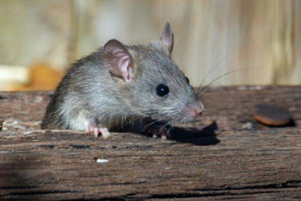 Grey rat sitting on a wooden surface, a common household pest needing rodent control